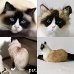 Bichos de pelúcia personalizados para gatos