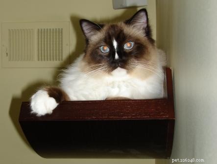 Do you Cat Wall Shelfs voor je Ragdoll Cat?