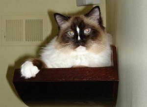 あなたはあなたのラグドール猫のために壁の棚を猫にしますか？ 