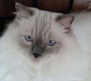 Benadryl en Cats Side Effects:One Ragdoll Cat Owner s Nightmare