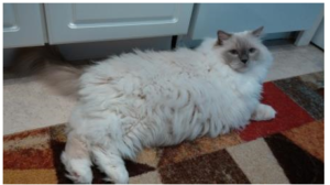 Benadryl and Cats Side Effects:One Ragdoll Cat Owner s Nightmare
