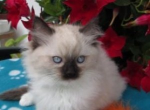 Tallulah – Ragdoll-kitten van de maand