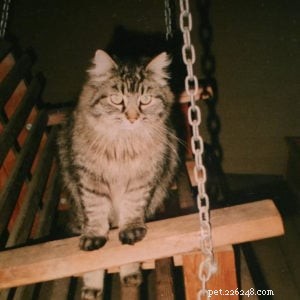Corduroy – Guinness World Records  Oldest Living Cat – Intervju med Corduroys mamma