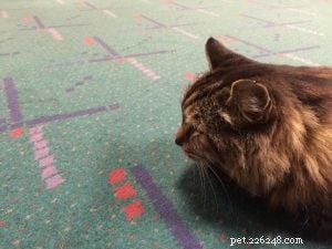 Corduroy – de oudste levende kat van Guinness World Records – Interview met de moeder van Corduroy
