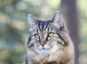 Manšestr – nejstarší žijící kočka podle Guinessovy knihy rekordů – rozhovor s manšestrovou maminkou