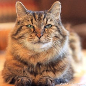 Cordury – Le plus vieux chat vivant du Guinness World Records – Entretien avec la mère de Corduroy