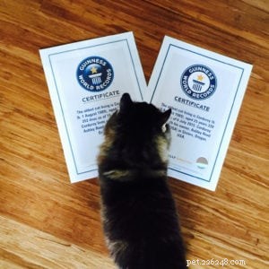 Cordury – Le plus vieux chat vivant du Guinness World Records – Entretien avec la mère de Corduroy