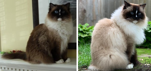 ラグドール猫の色の変更–チャーリー 