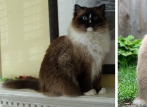 Ragdoll Cat Color Change – Charlie