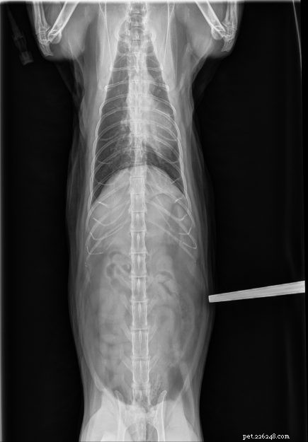 Fotos de raios-X de gatos