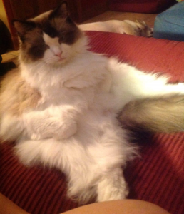 Pebbles and Spencer – Ragdolls of the Week