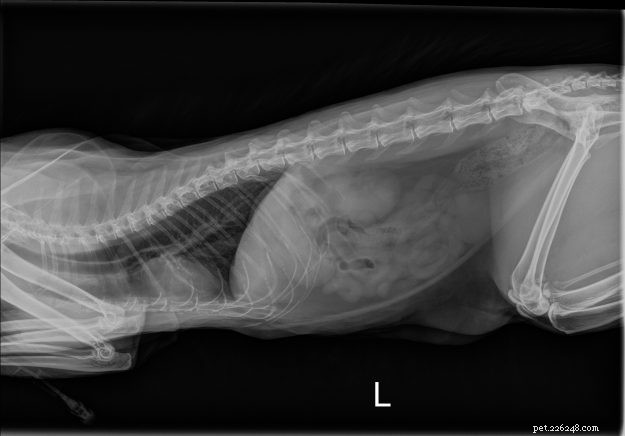 Immagini radiografiche del gatto