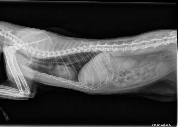 Röntgenfoto s van katten