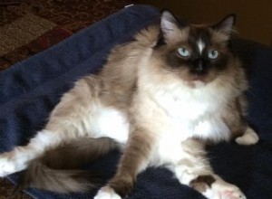 AristaCat – Ragdoll van de week