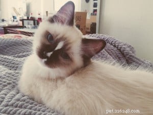 Коготь – Рэгдолл котенок месяца