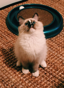 Clawdio –今月のラグドール子猫 