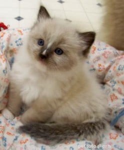 Nomi Ragdoll:aiuto per trovare il nome del gattino perfetto