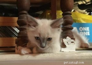 Лео – Рэгдолл котенок месяца
