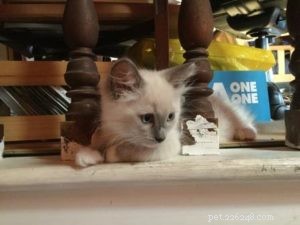 レオ–今月のラグドール子猫 
