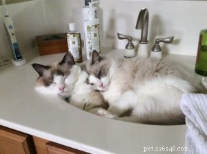 Dusty and Dolly – Ragdolls of the Week