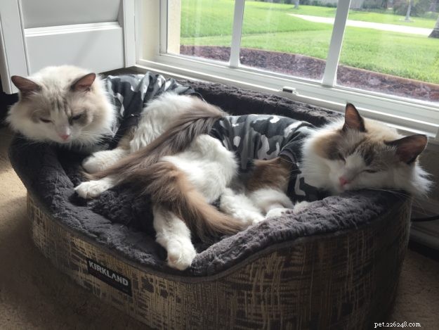 Dusty and Dolly – Ragdolls of the Week