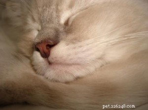 Husdjurskommunikatörer:en alternativ lösning på katthälsoproblem