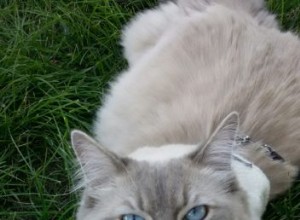 Pan Modrá – Ragdoll týdne