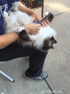 Como remover tapetes de um gato de pelo comprido
