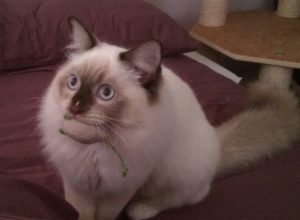 Sneeuwpoppen Tiffany – Ragdoll van de week