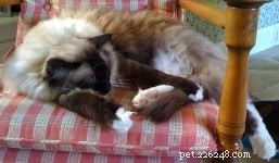 Vuxna Ragdoll Cats:Hur mycket vet du om dessa lurviga följeslagare?