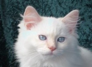 ミシャ–今月のラグドール子猫 