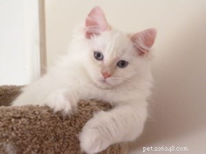 Misha – Månadens Ragdoll-kattunge
