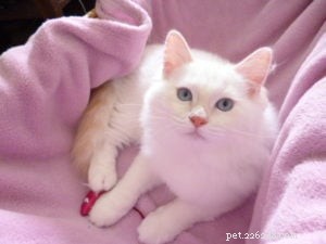 ミシャ–今月のラグドール子猫 