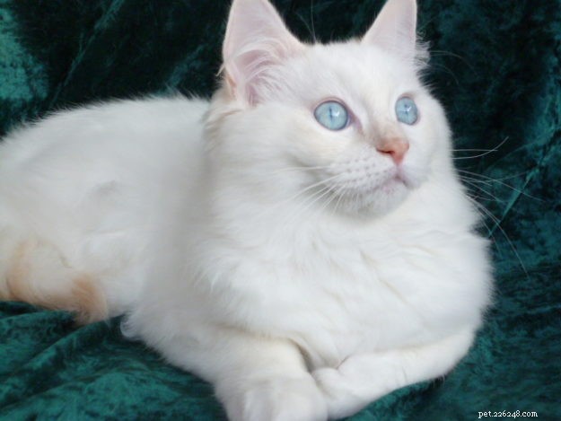 Misha – Månadens Ragdoll-kattunge