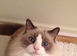 Sir Latte Puss Puss – Ragdoll of the Week