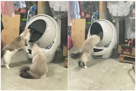Come reagiscono i gatti Ragdoll al robot per lettiera Robot per lettiera all aperto