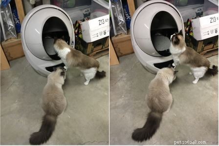 Ragdoll 고양이가 쓰레기 로봇 야외 쓰레기 로봇에 반응하는 방법
