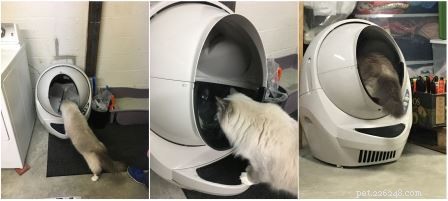 Hoe Ragdoll-katten reageren op kattenbakvulling Robot Openluchtbakrobot