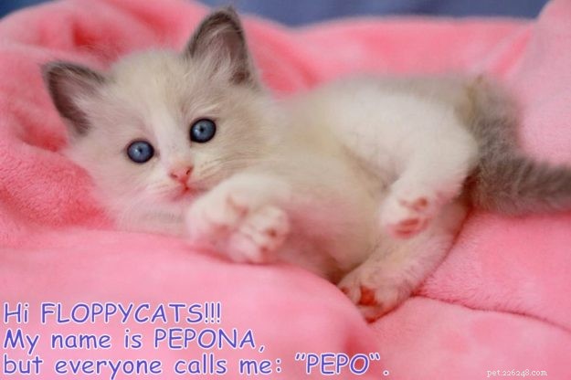 ペポ–今月のラグドール子猫 