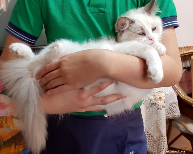 Pepo – Månadens Ragdoll-kattunge