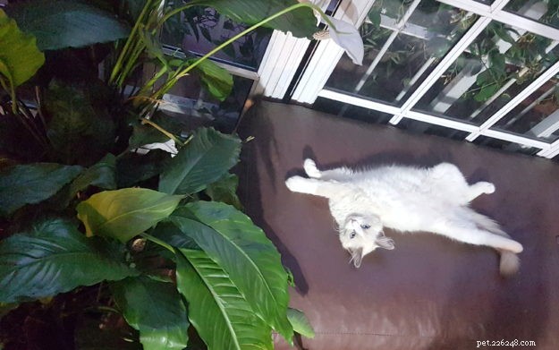 ペポ–今月のラグドール子猫 