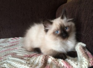 Nova – Ragdoll van de week