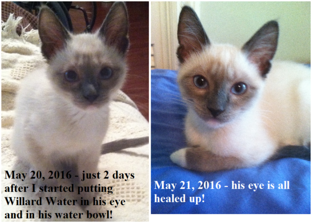 Willard Water:고양이 결막염 치료