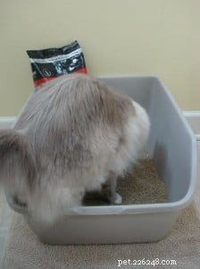 猫の毛皮からうんちをきれいにする方法 