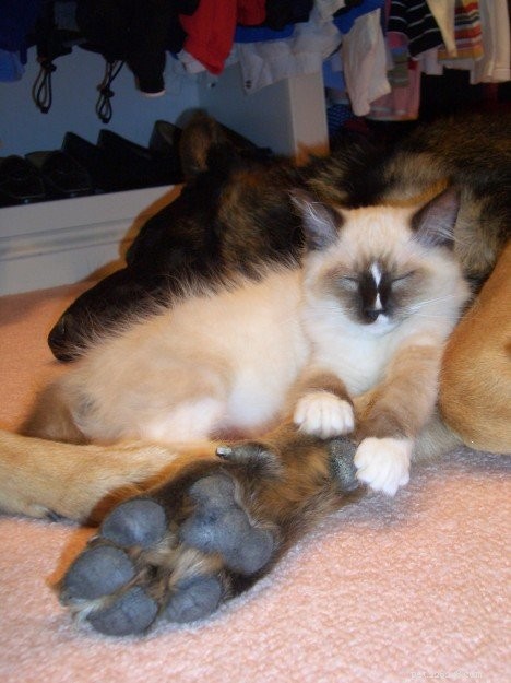 Как познакомить котенка породы рэгдолл с собакой-резидентом