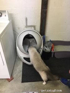 Hjälp! Min kattunge har diarré! Vad kan jag göra?