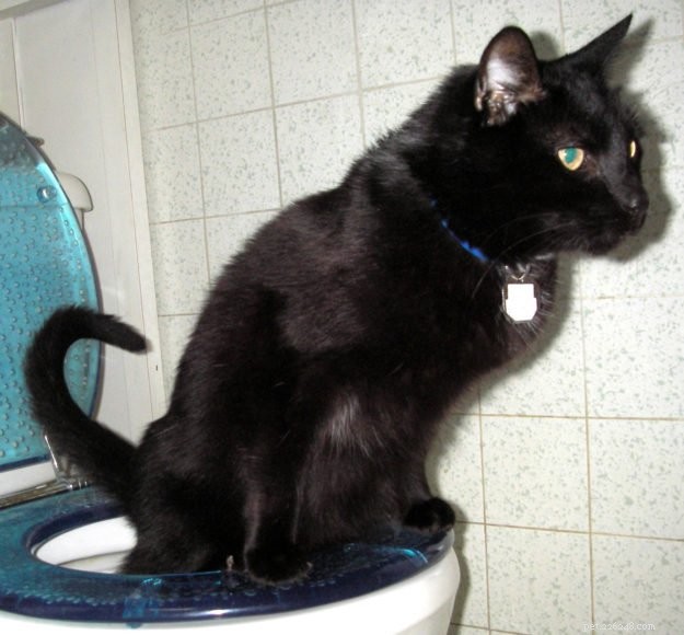 Toaletträning för katter:Varför det inte är en bra idé