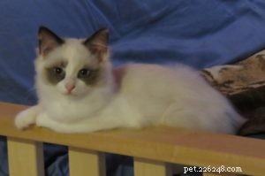 シェルビー–今月のラグドール子猫 