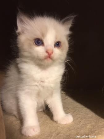 シェルビー–今月のラグドール子猫 