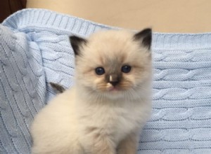 Maximus – Ragdoll of Week